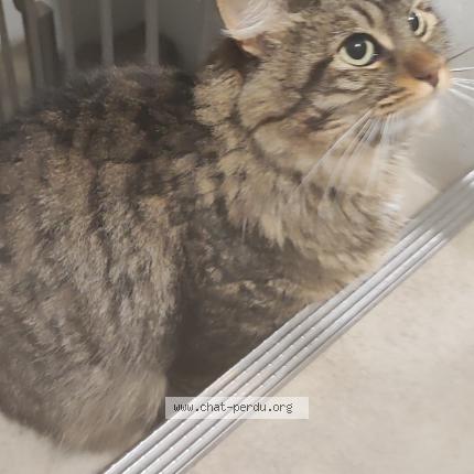 Photo 1/1 Chat retrouvé Trouvé à Bordeaux