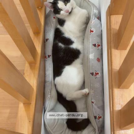 Photo 1/1 VOLT Chat perdu à Saint clair sur les monts