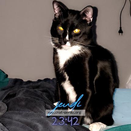 Photo 1/1 Éclair Chat perdu à Tinqueux