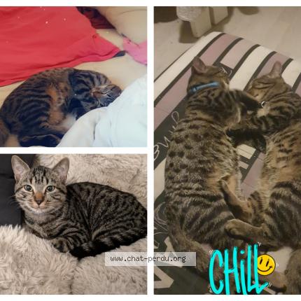 Photo de chat perdu à Chanteheux