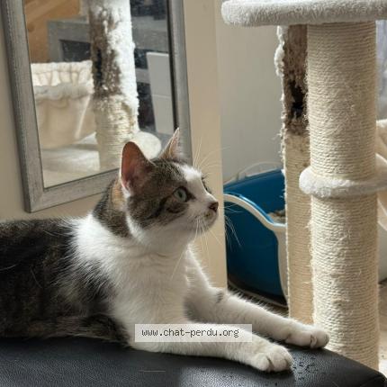 Photo 1/1 Cannelle Chat perdu à Ouistreham