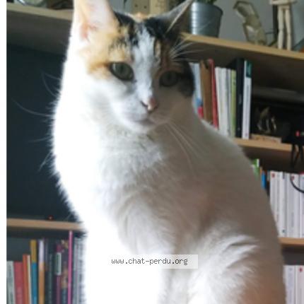 Photo de chat perdu à Saint Jacques De La Lande
