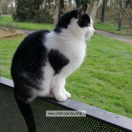 Photo 1/1 Chat retrouvé Perdu à Ercee en lamee