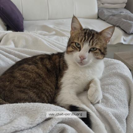 Photo 1/1 Tigrou Chat perdu à Morainvillier