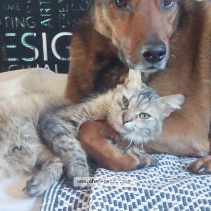 Photo 1/1 Chat retrouvé Perdu à Toulouse