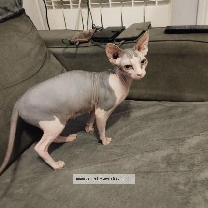 Photo 1/1 UMIE Chat perdu à Bois guillaume