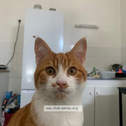 Photo 1/1 Godfrey Chat perdu à Oullins