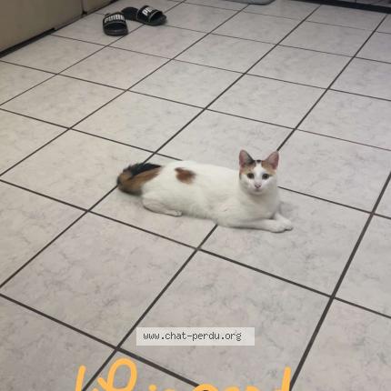 Photo 1/1 La&iuml;ka Chat perdu à La frenaye