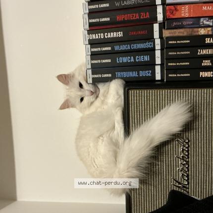 Photo de chat perdu à Albi