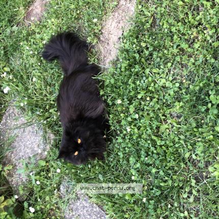 Photo 1/1 Venus Chat perdu à La croix blanche