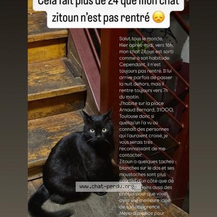 Photo 1/1 Zitoun Chat perdu à Toulouse