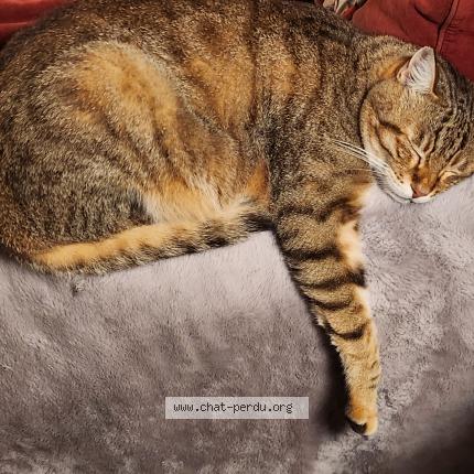 Photo 1/1 Puck Chat perdu à Aramon