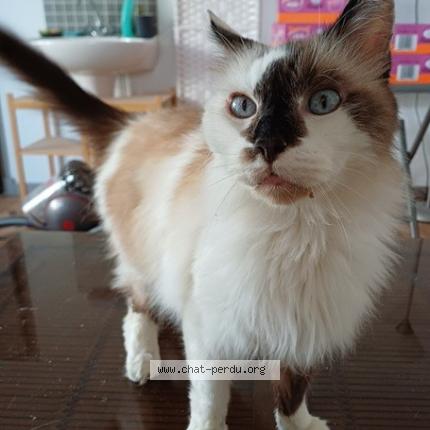 Photo 1/1 Chat retrouvé Perdu à Clermont Ferrand
