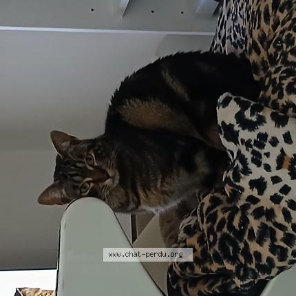 Photo de chat perdu à Pontarlier