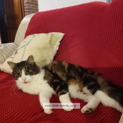 Photo 1/1 Olaf Chat perdu à Romescamps