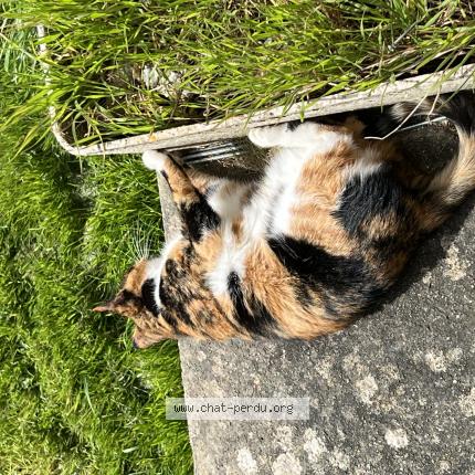 Photo 1/1 Yoshe Chat perdu à Surville