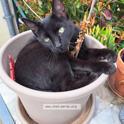 Photo 1/1 Athena Chat perdu à Sorigny