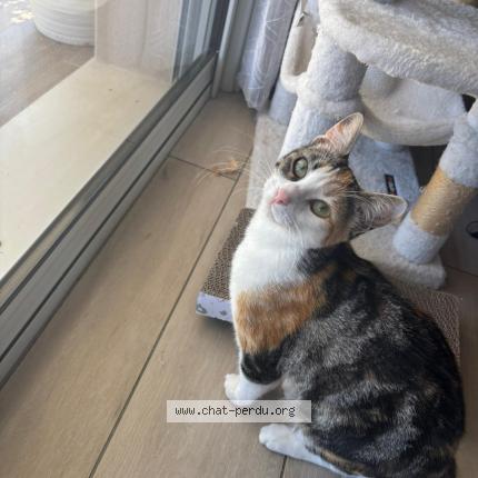 Photo 1/1 Mimi Chat perdu à Trois palis