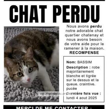 Photo 1/1 Chat retrouvé Perdu à Cognac