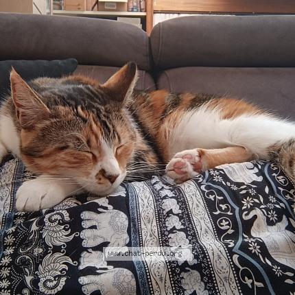 Photo de chat perdu à Quevert
