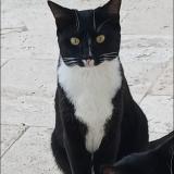 Photo de chat perdu à Le Pouget