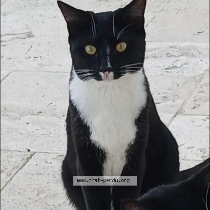 Photo 1/1 Zebda Chat perdu à Le pouget