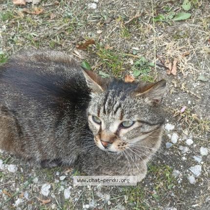 Photo 1/1 Mimile Chat perdu à Comus