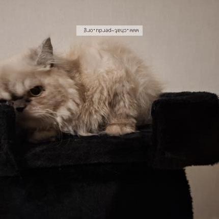 Photo 3/3 Lola Chat perdu à Pineuilh