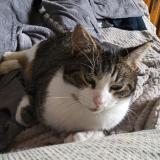 Photo de chat perdu à Montreuil Sur Loir