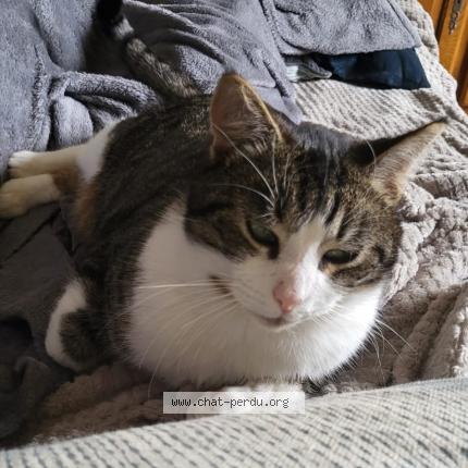 Photo 1/1 Toulouse Chat perdu à Montreuil sur loir