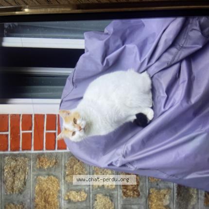 Photo 1/1 Lubna Chat perdu à Flers