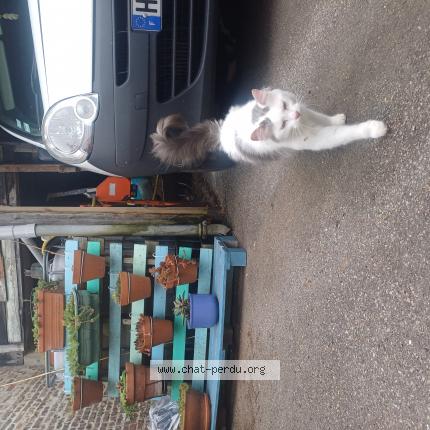 Photo 1/1 Chat retrouvé Perdu à Gueures