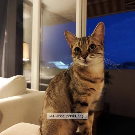 Photo 1/1 Rime Chat perdu à Marseille