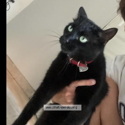 Photo 1/1 Opale Chat perdu à Arras