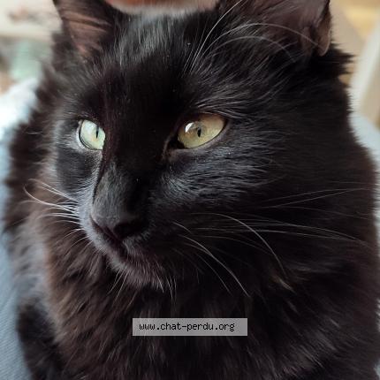 Photo 1/1 Lia Chat perdu à Montargis
