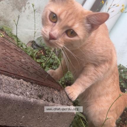 Photo 1/1 Roukin Chat perdu à Calais