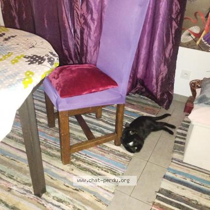 Photo 1/1 Chat retrouvé Perdu à Bordeaux