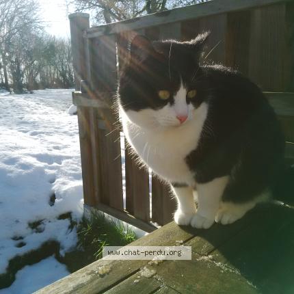 Photo 1/1 Moustique Chat perdu à La perche