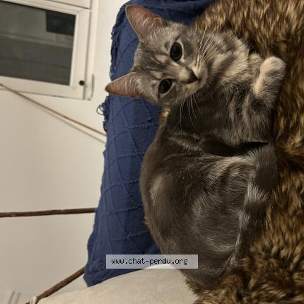 Photo 1/1 Molly Chat perdu à Maisons alfort