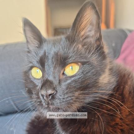 Photo 1/1 Chat trouvé Trouvé à San carlos