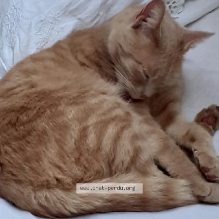 Photo 1/1 Célestin Chat perdu à Carnac