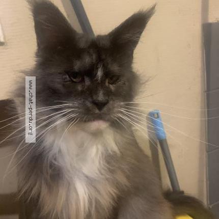 Photo de chat perdu à Saint Etienne