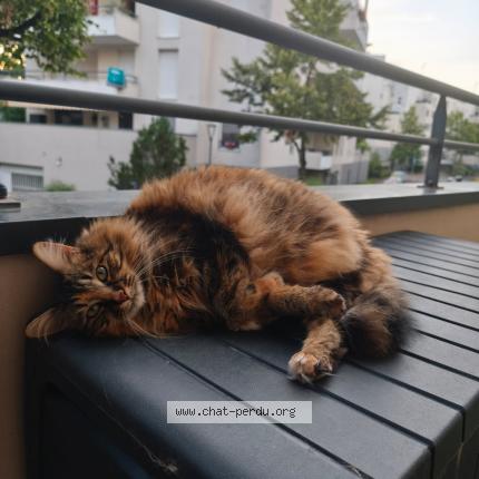 Photo 1/1 Ruby Chat perdu à Illkirch graffenstaden