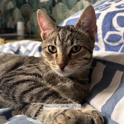 Photo de chat perdu à Montreuil