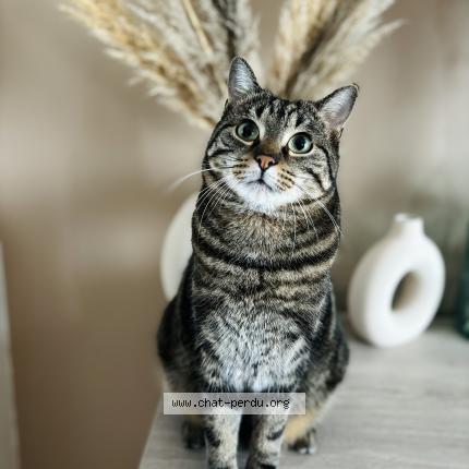 Photo 1/1 Tchoupi Chat perdu à Villieu loyes mollon