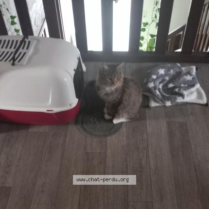 Photo 1/1 Winnie Chat perdu à St gildas de rhuys