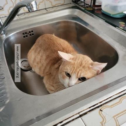 Photo 1/1 Chat retrouvé Perdu à Biarritz