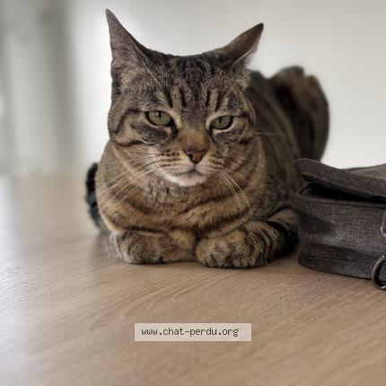 Photo de chat perdu à St Sulpice De Faleyrens