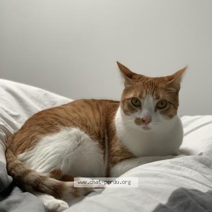 Photo 1/1 Minette Chat perdu à Bessens