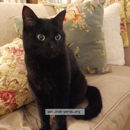 Photo 1/1 Chat retrouvé Perdu à Plumergat